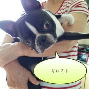20150804133303826.jpg