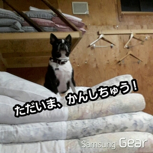 20150825133115699.jpg