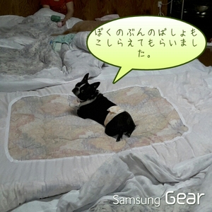 20150825133224532.jpg
